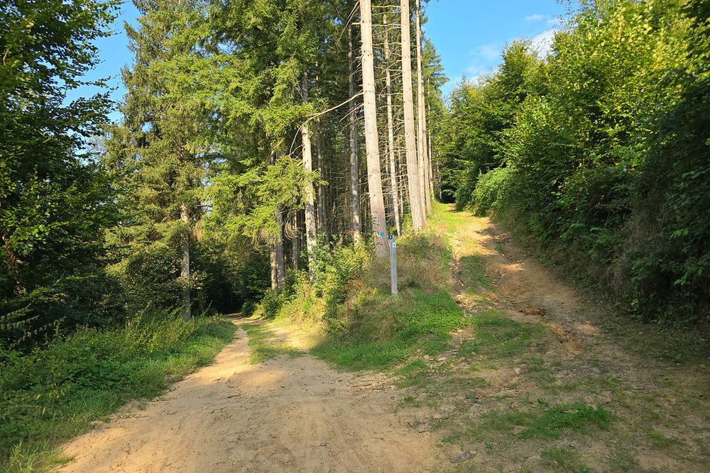 A track running into the woods